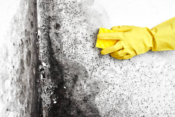 Best Preventive Mold Services in East Cleveland, OH