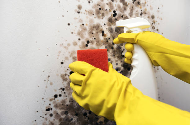 Best Residential Mold Remediation in East Cleveland, OH