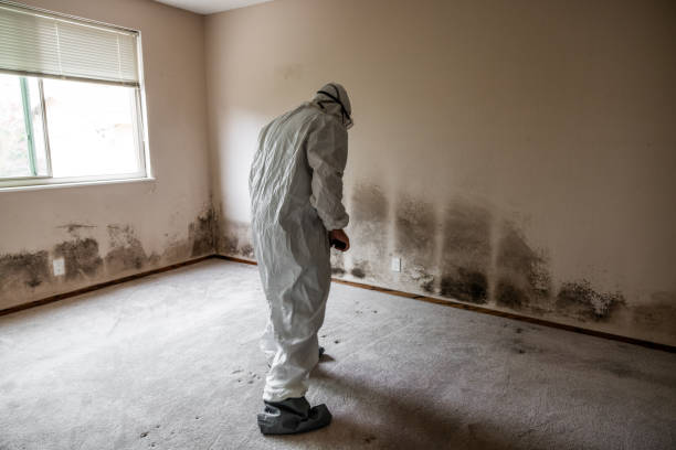 Best Attic Mold Remediation in East Cleveland, OH