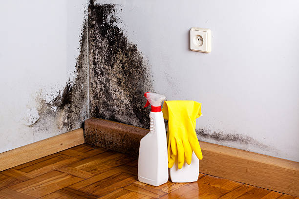 Best Industrial Mold Remediation in East Cleveland, OH