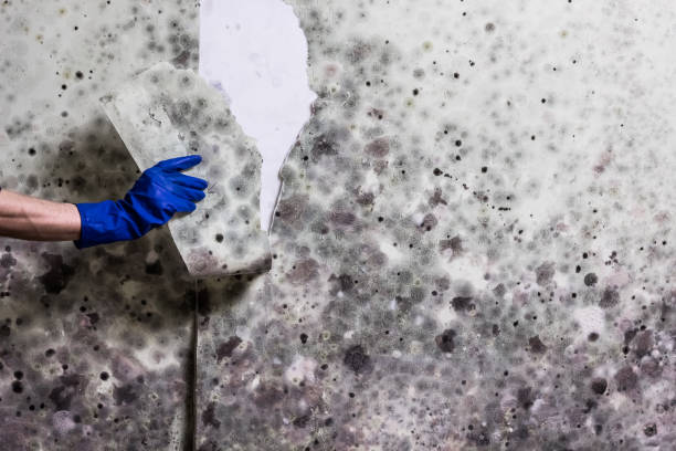 Best Commercial Mold Remediation in East Cleveland, OH