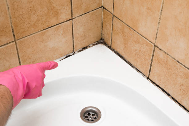 Professional Mold Remediation in East Cleveland, OH