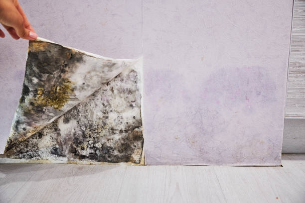Best DIY Mold Remediation Support Services in East Cleveland, OH